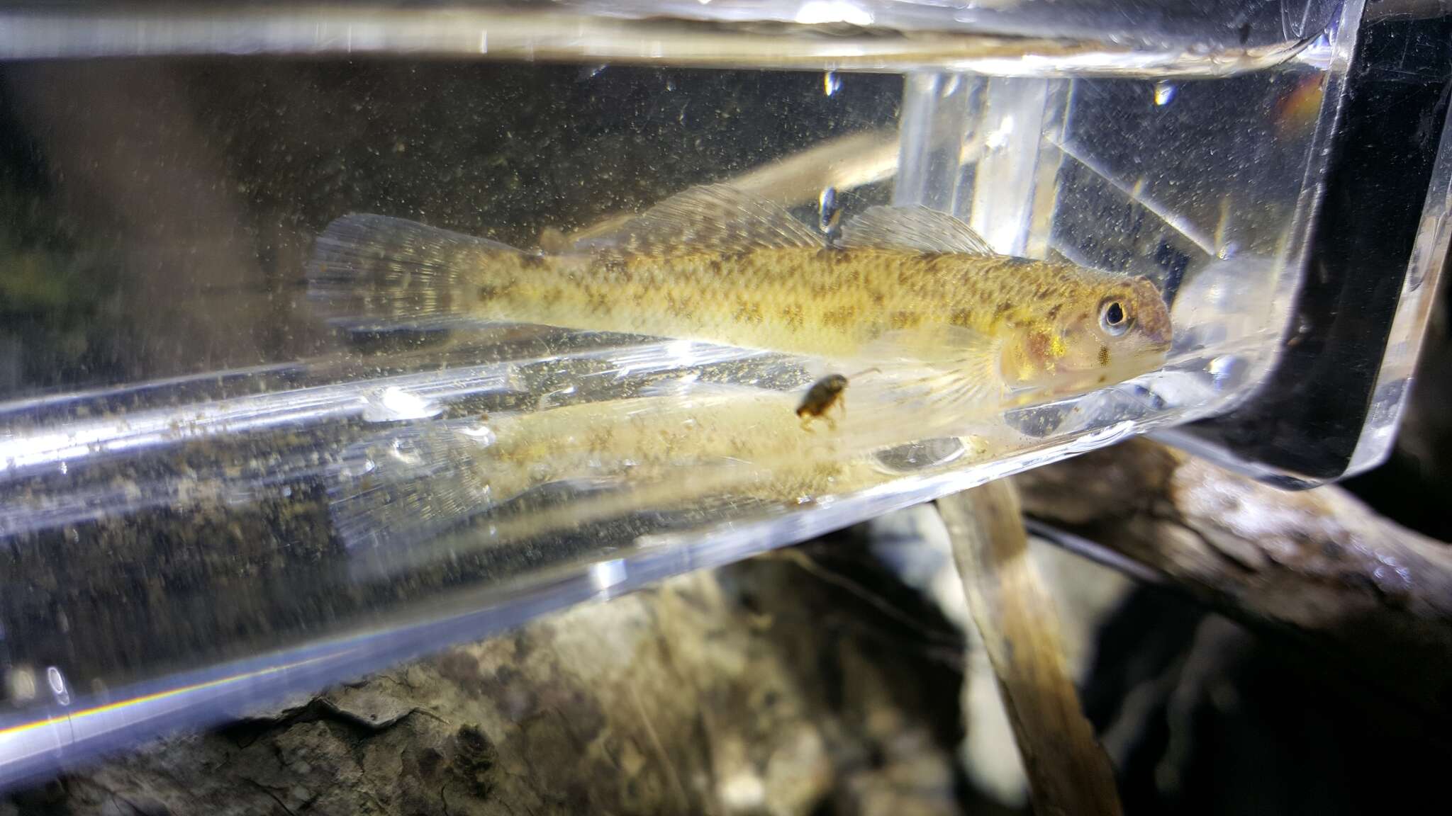 Image of Tessellated Darter