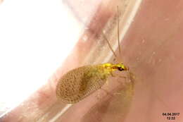 Image of brown lacewings