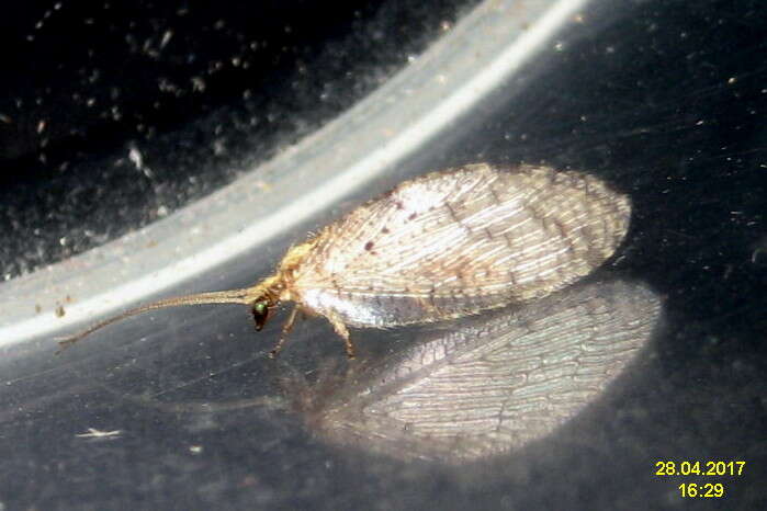 Image of brown lacewings