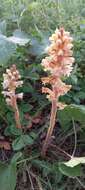 Слика од Orobanche alsatica subsp. libanotidis (Ruprecht) Pusch