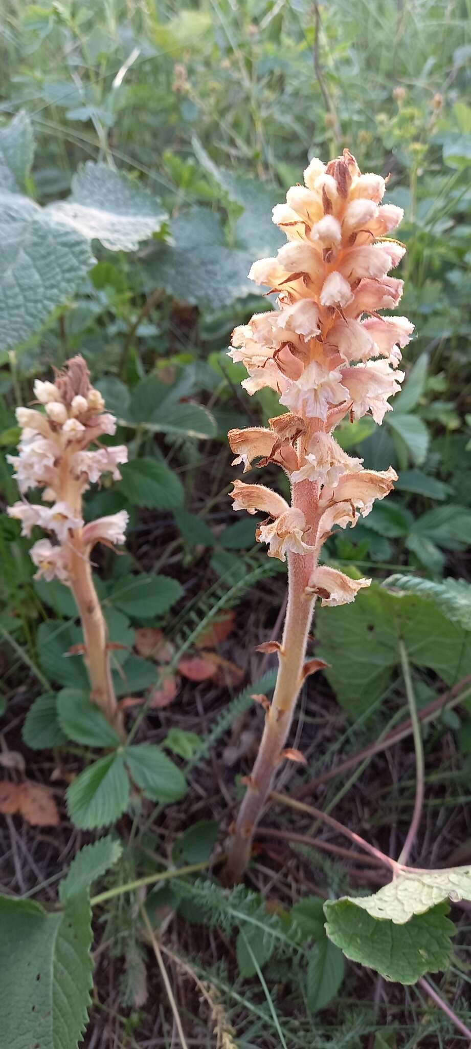 Слика од Orobanche alsatica subsp. libanotidis (Ruprecht) Pusch