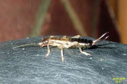 Image of earwigs