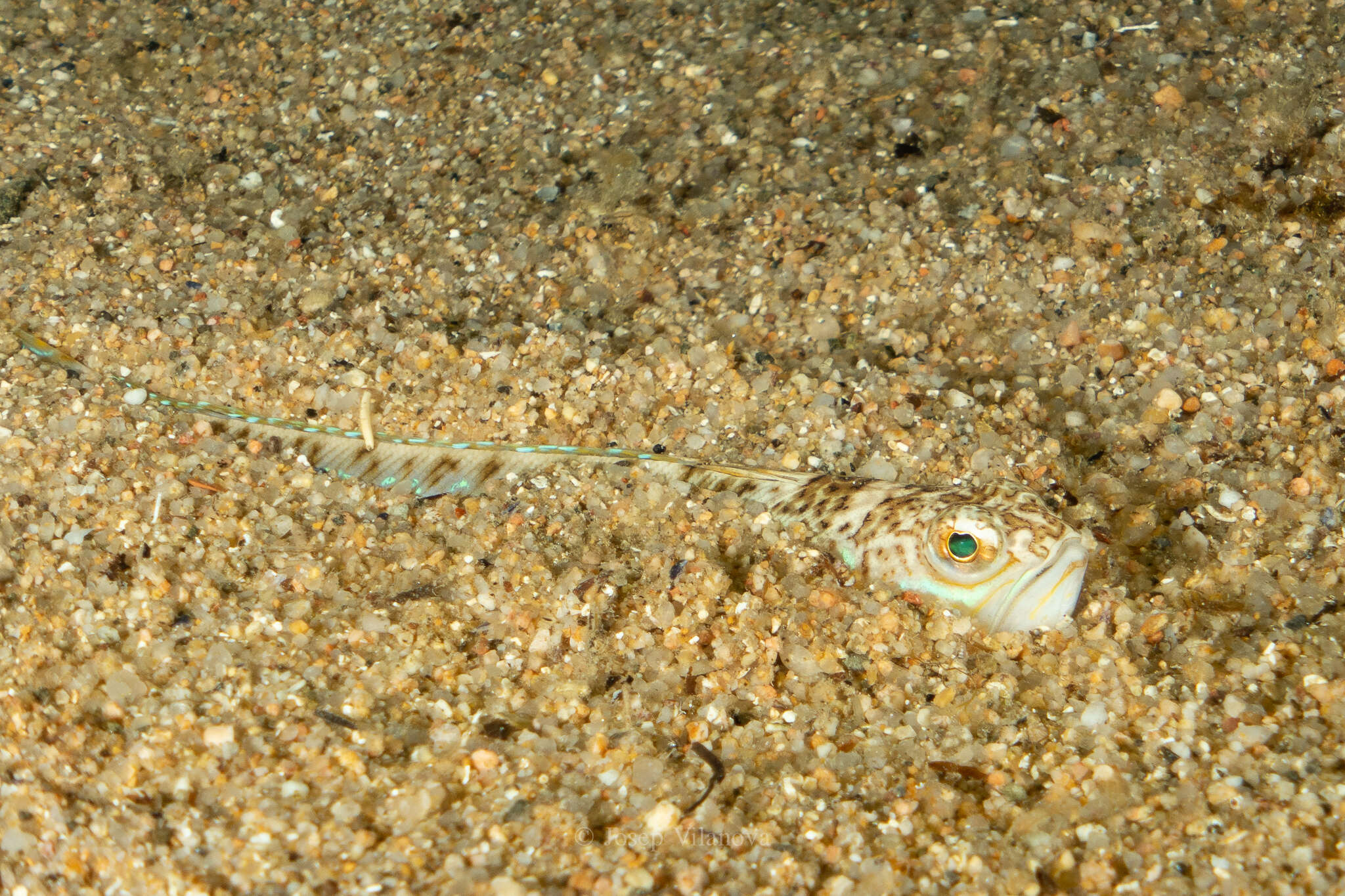 Image of weeverfishes