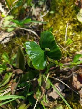 Image of Fagus taurica Popl.