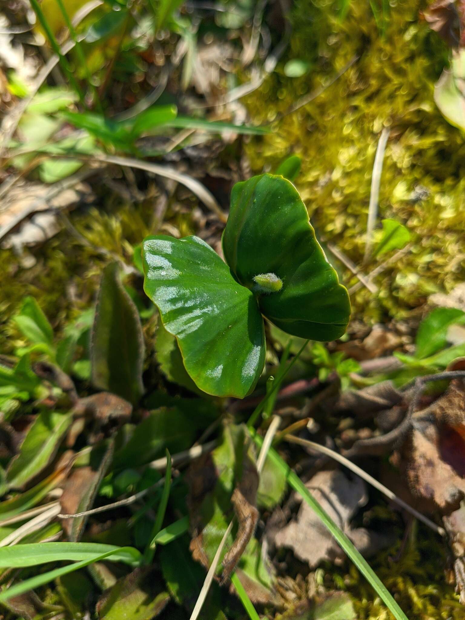 Слика од Fagus taurica Popl.