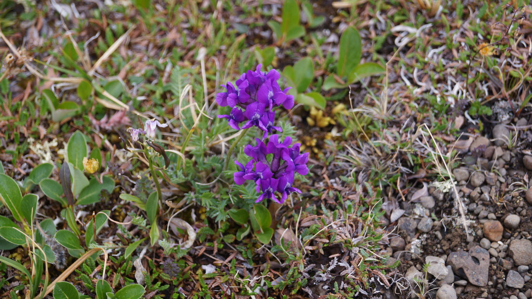 Image of arctic locoweed