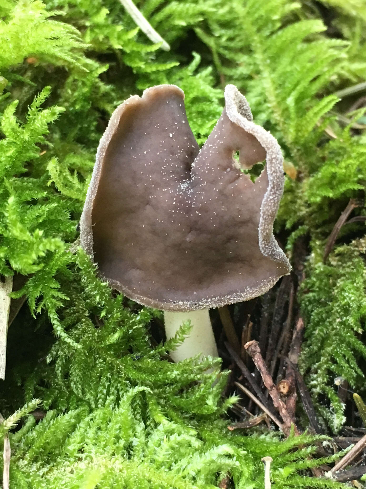 Helvella compressa (Snyder) N. S. Weber 1975 resmi