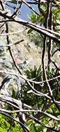 Image of San Clemente loggerhead shrike