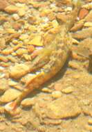 Image of Redspot Darter