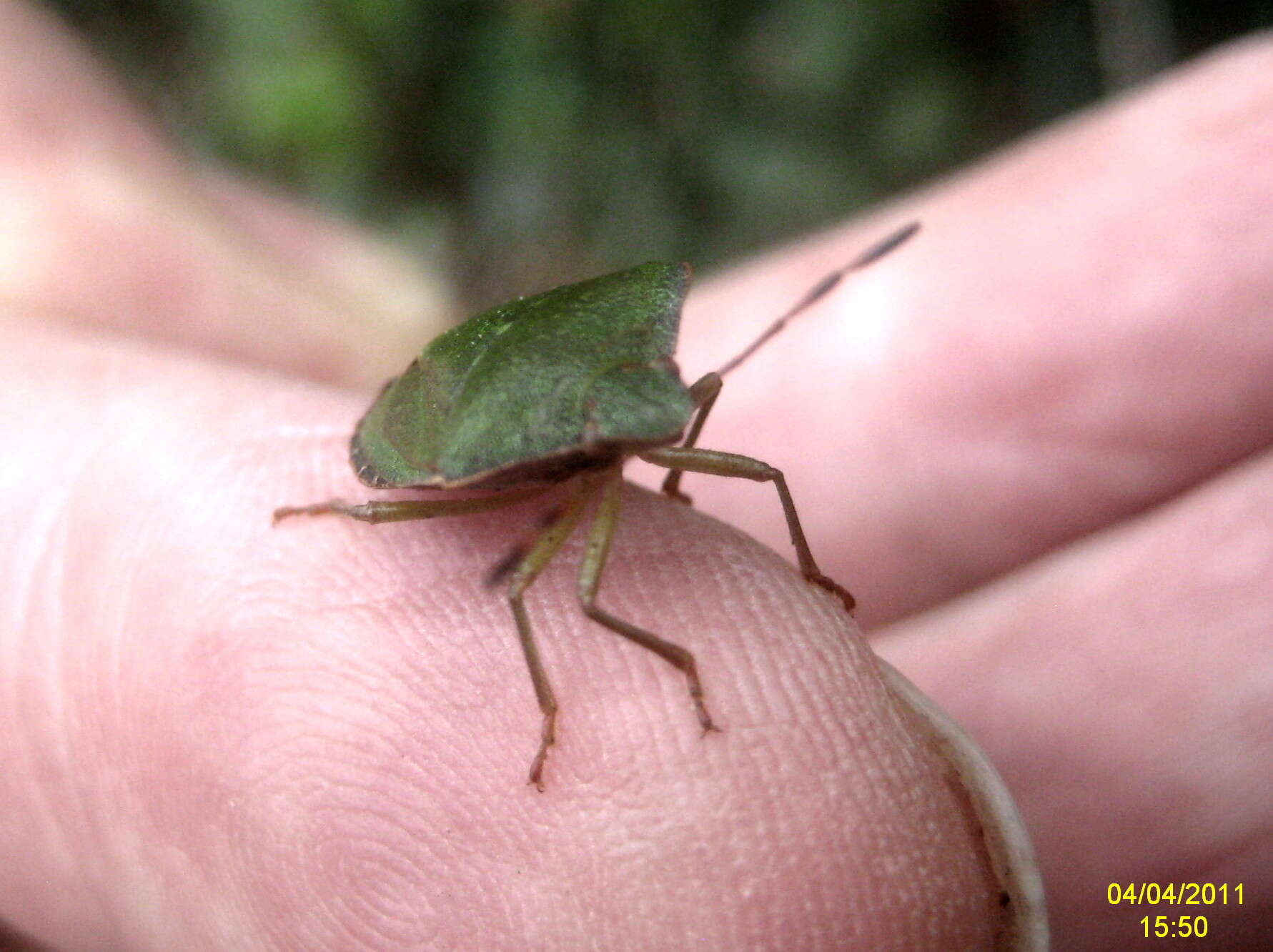 Image of Green shield bug