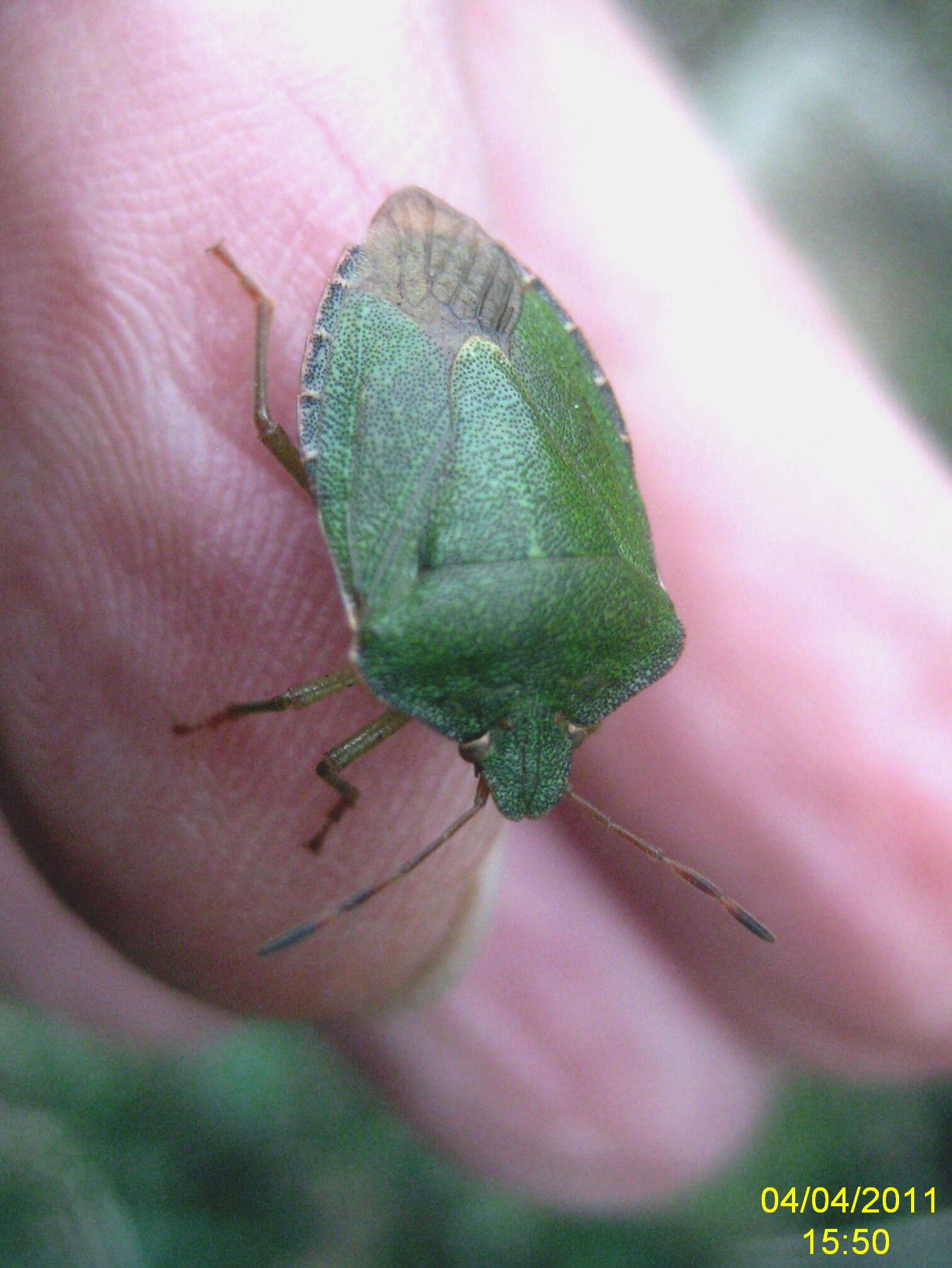 Image of Green shield bug