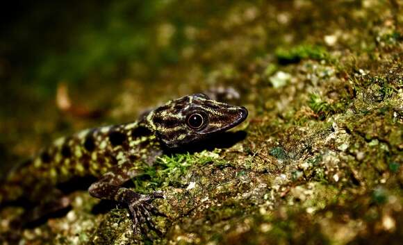 صورة Cnemaspis kendallii (Gray 1845)