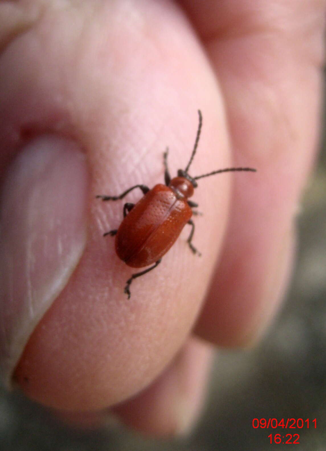 Image of Scarlet lily beetle