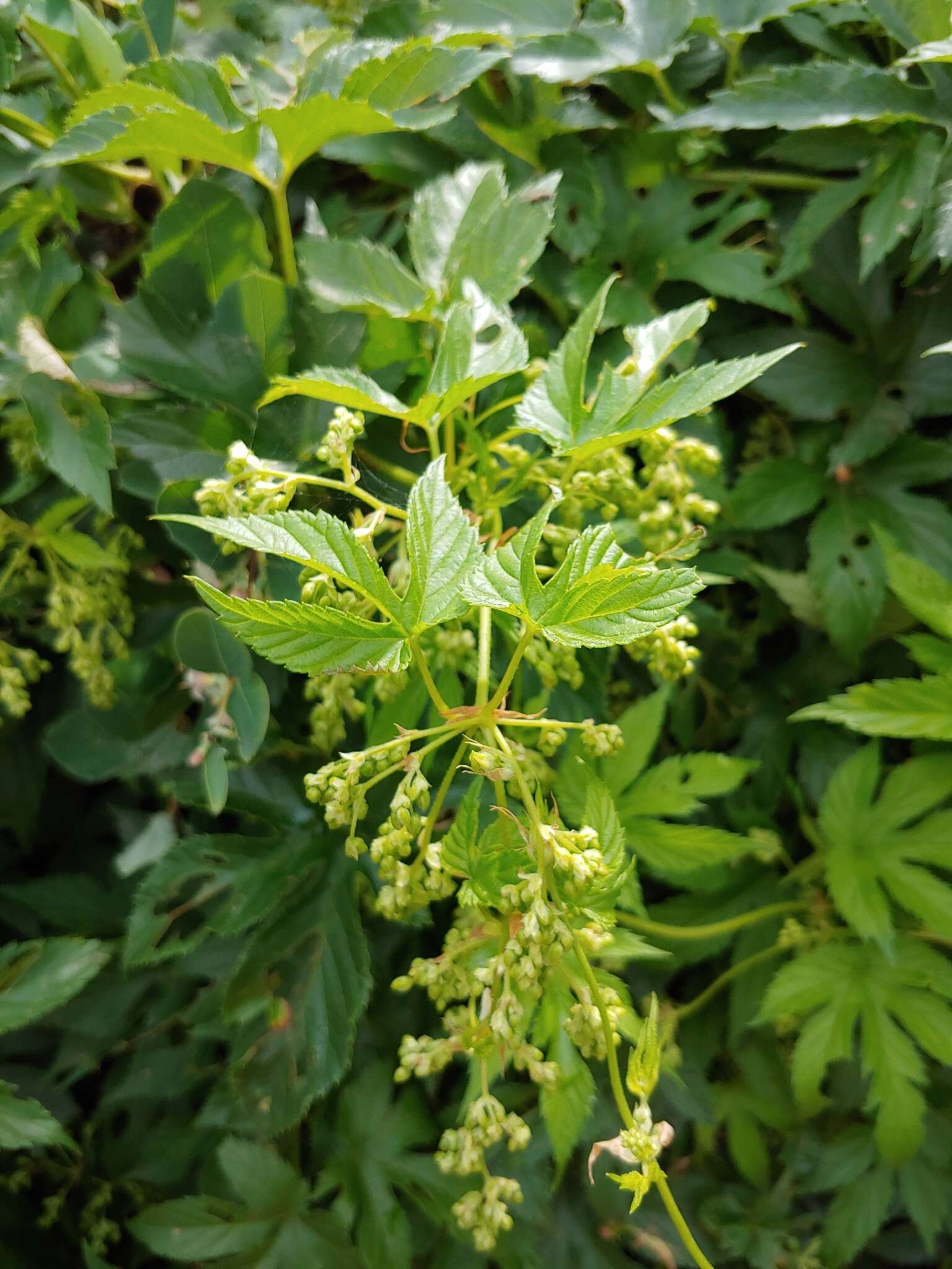 Image of common hop