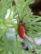 Image of Scarlet lily beetle