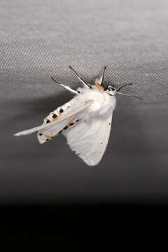 Image of water ermine