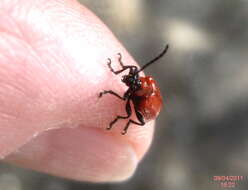 Image of Scarlet lily beetle