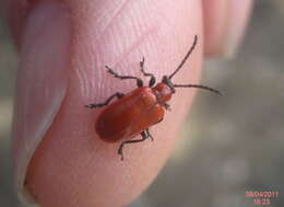 Image of Scarlet lily beetle