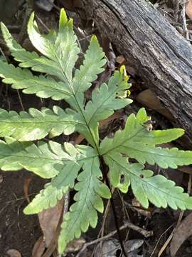 Image de Doryopteris angelica K. Wood & W. H. Wagner