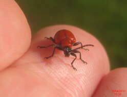 Image of Scarlet lily beetle