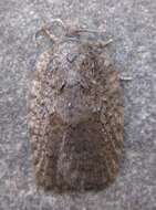 Image of Acleris chalybeana Fernald 1882