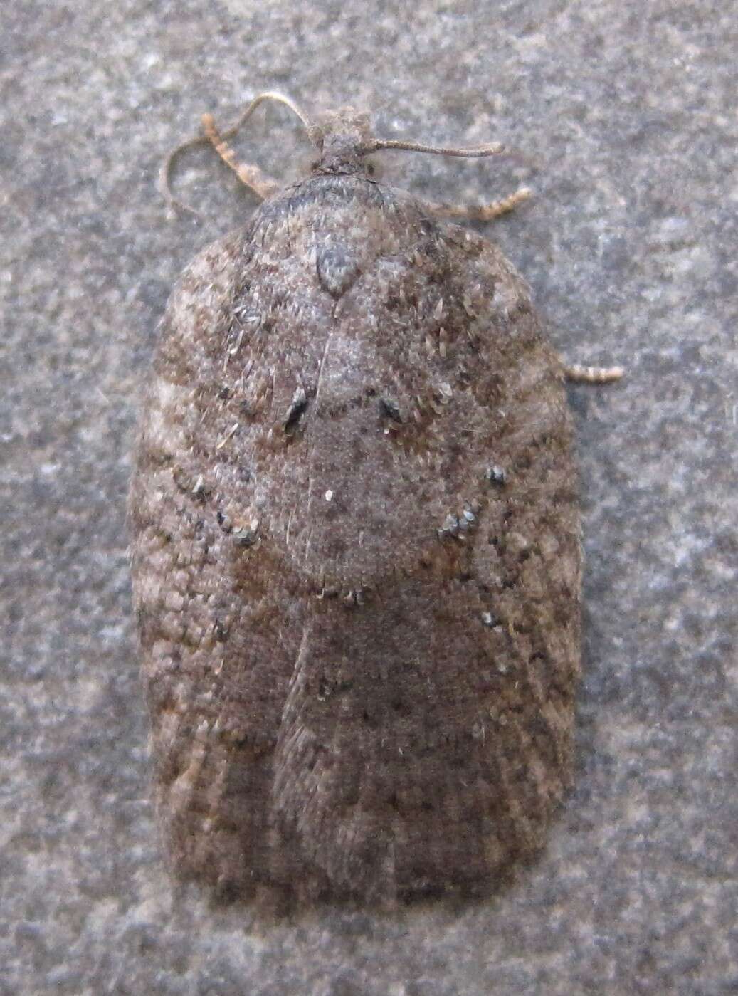 Image of Acleris chalybeana Fernald 1882