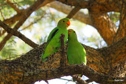 Image of Black-winged Lovebird