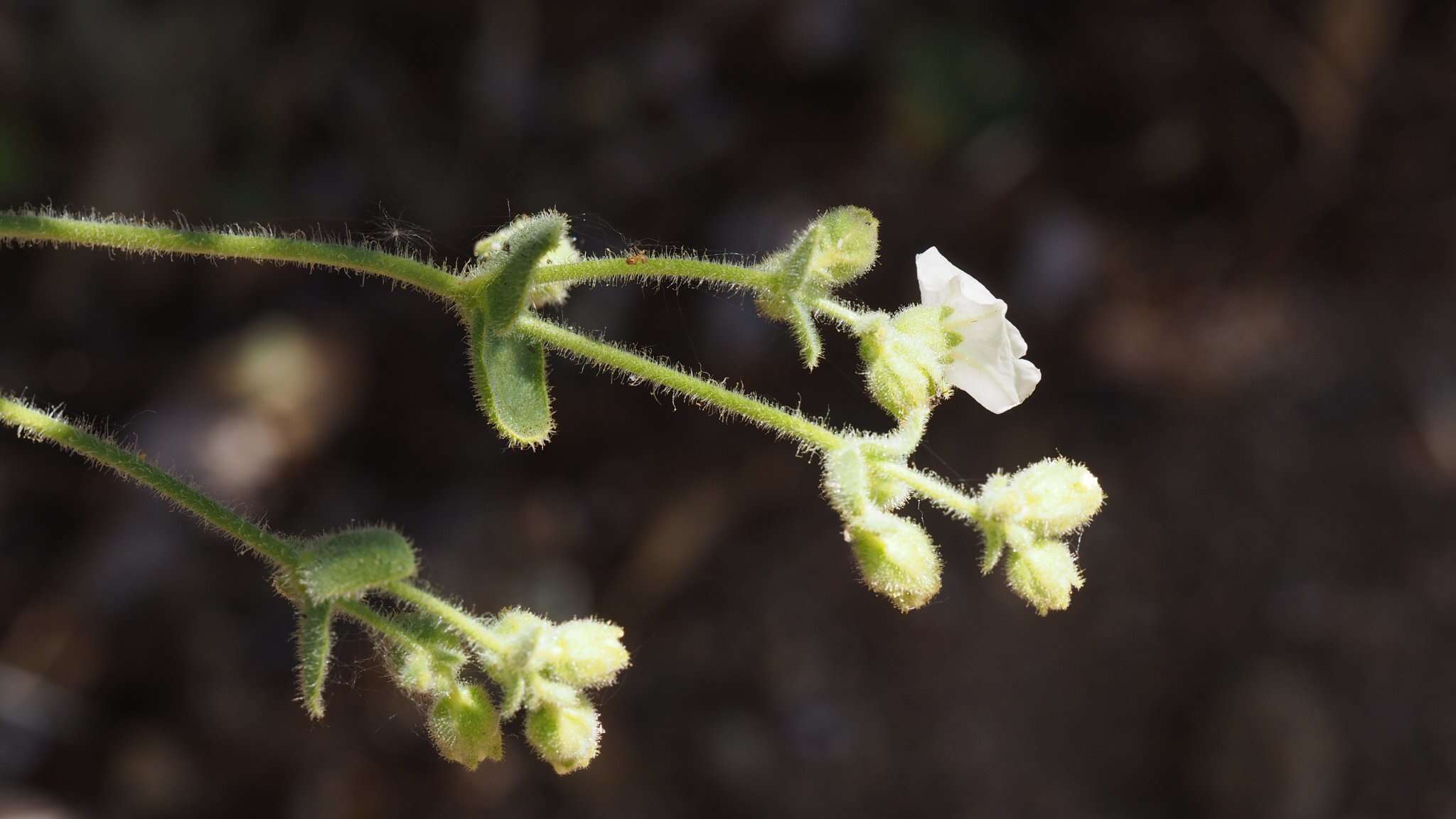 Слика од Mirabilis laevis var. villosa (Kellogg) Spellenberg