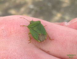 Image of Green shield bug