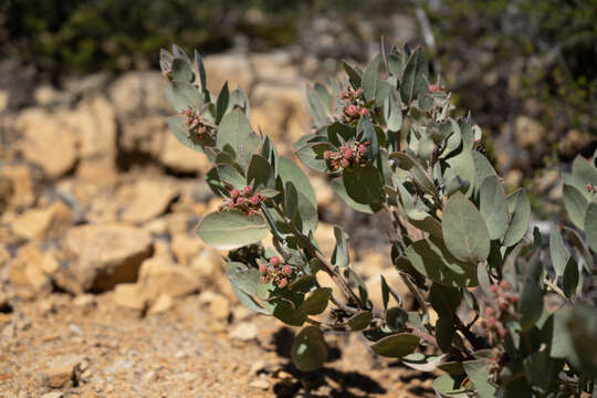 Image of hoary manzanita