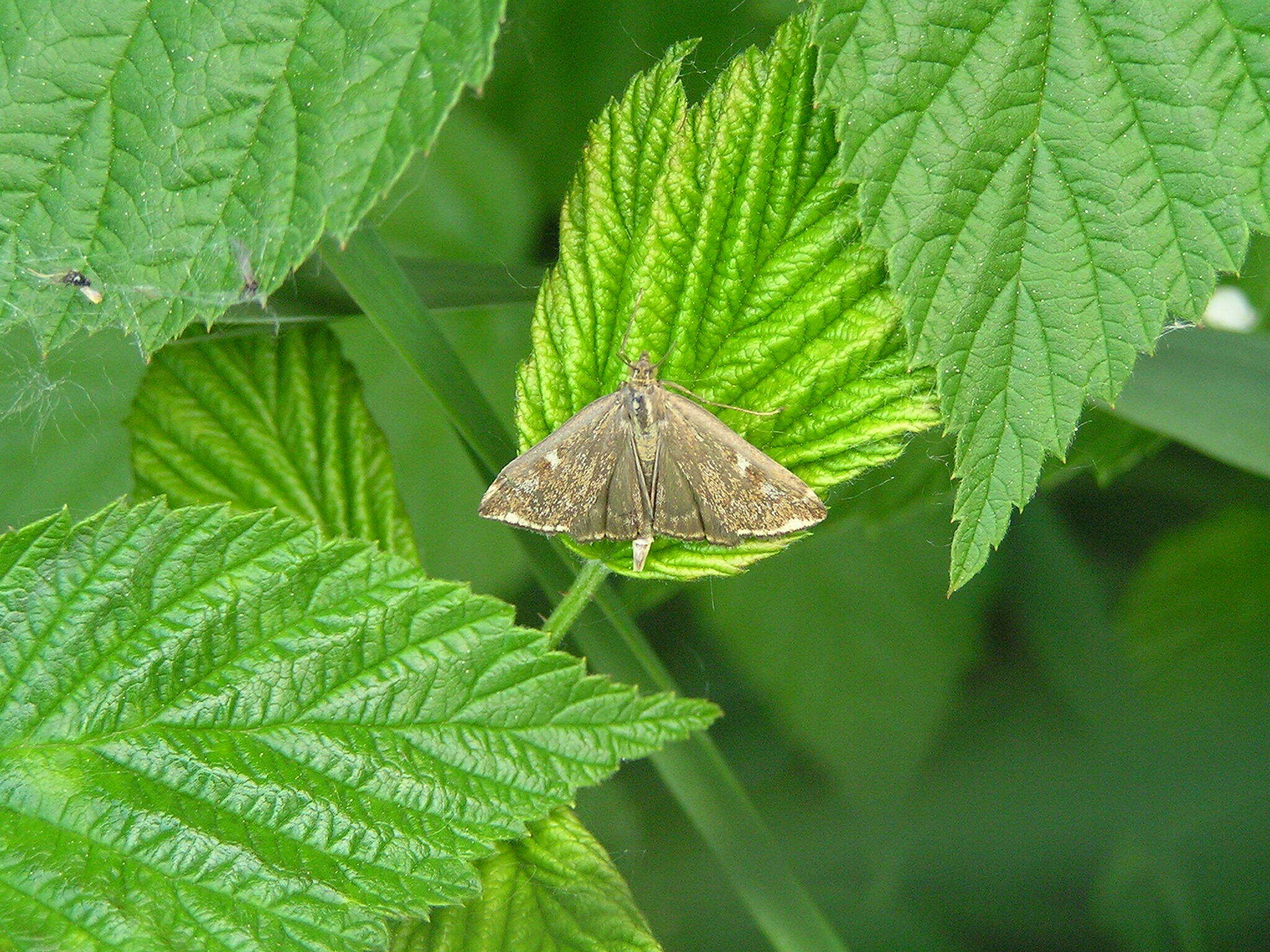 Слика од Loxostege sticticalis Linnaeus 1761