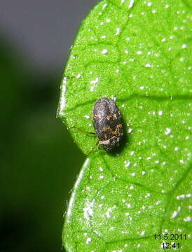 Anthrenus museorum (Linnaeus 1761) resmi