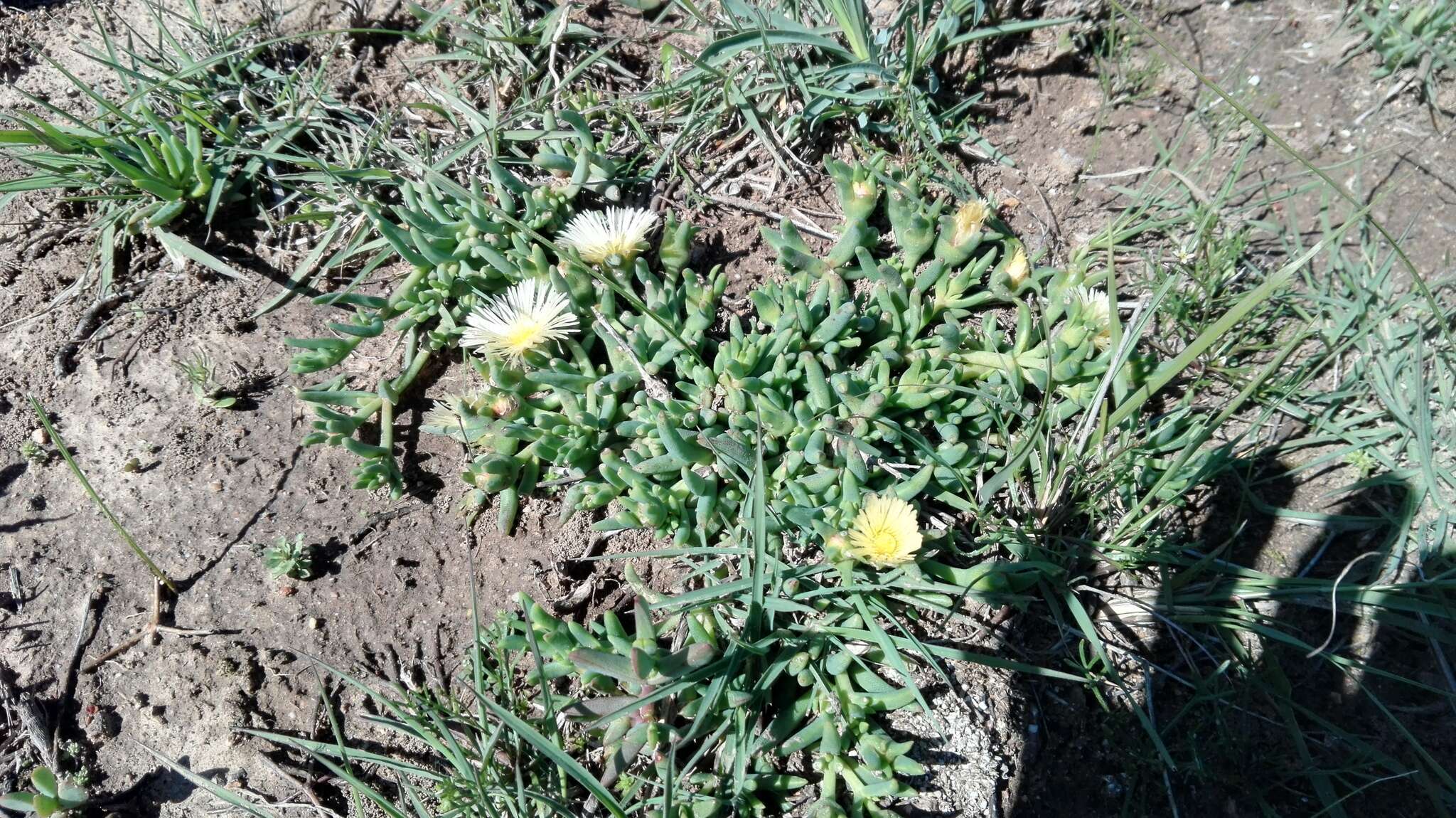 Image of Mesembryanthemum grossum (Soland.)