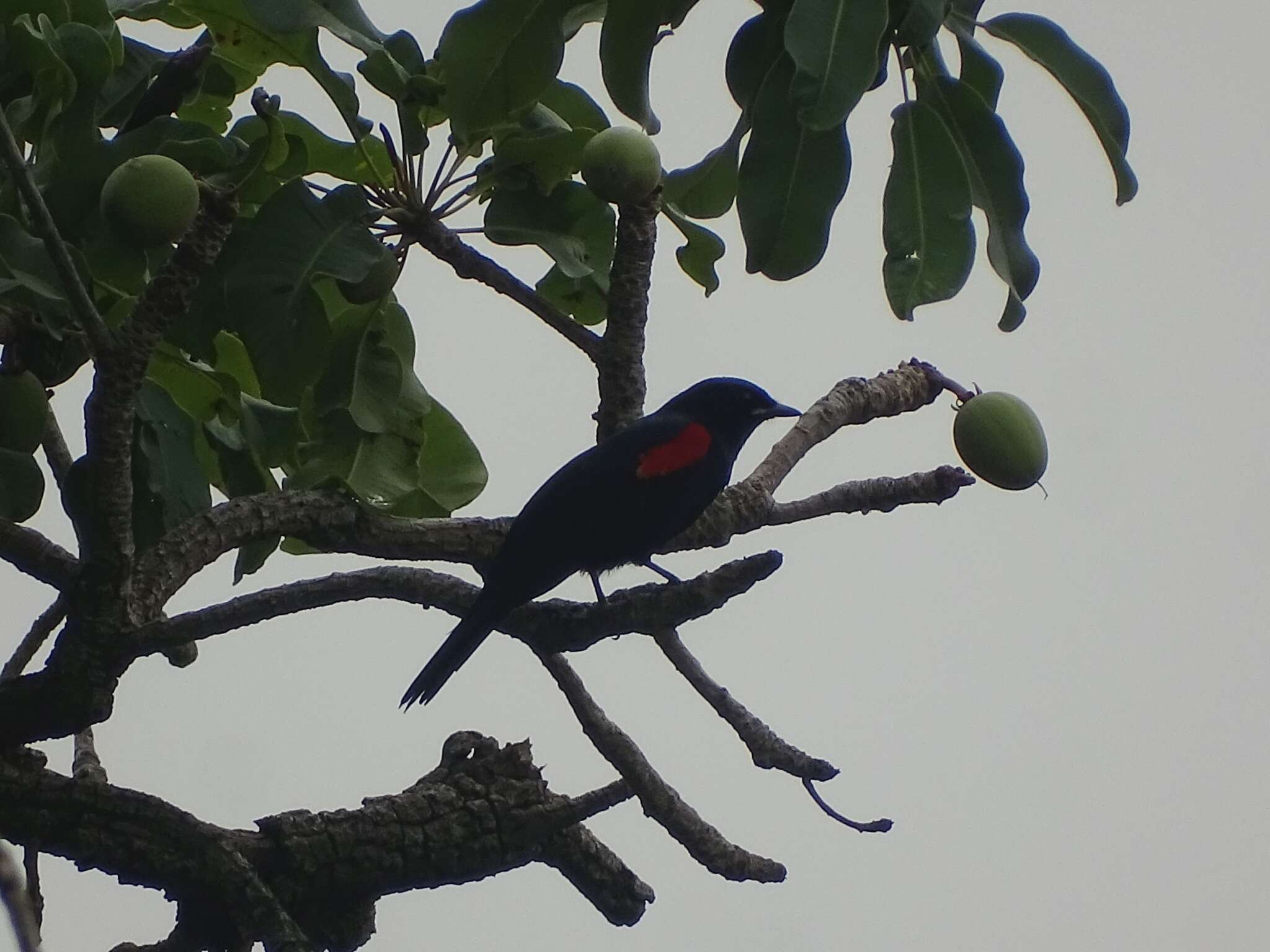 Image of Red-shouldered Cuckoo-shrike