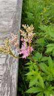 Plancia ëd Filipendula rubra (Hill) B. L. Robins.