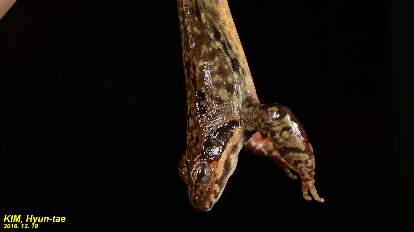 Image of Dybowski's frog