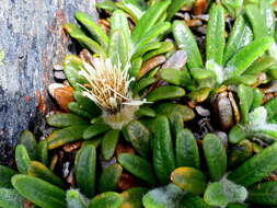 Image of Oldenburgia paradoxa Less.