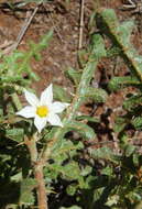 Image of <i>Solanum <i>supinum</i></i> var. supinum