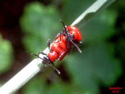 Image of Scarlet lily beetle