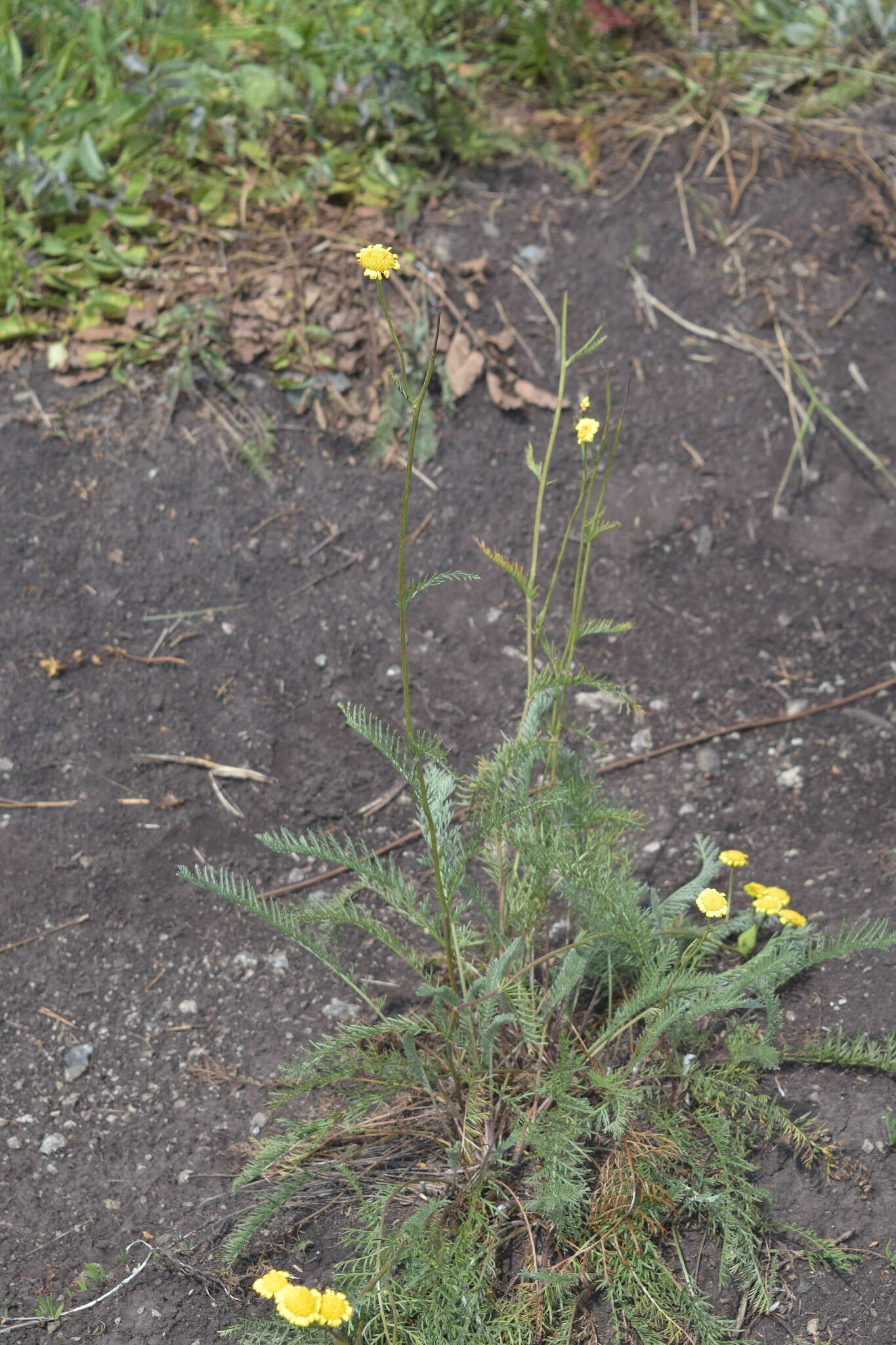 Image of Tanacetum kittaryanum (C. A. Mey.) Tzvel.