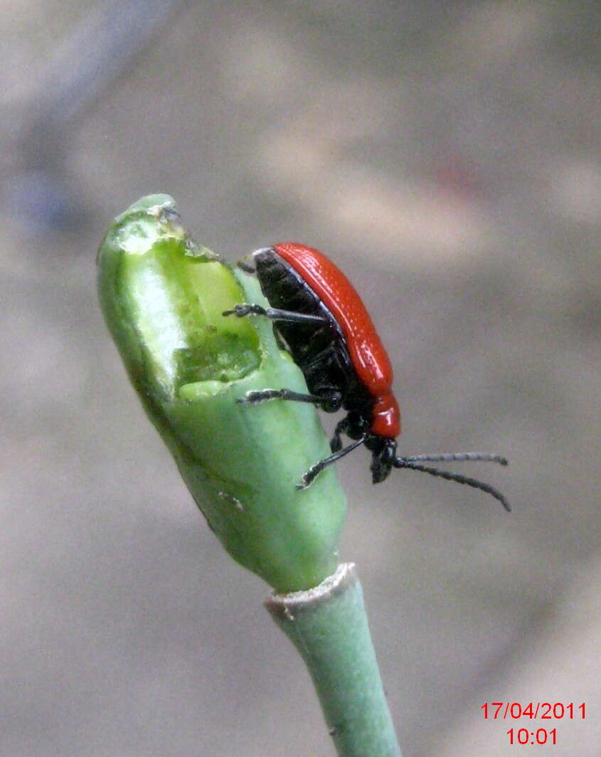 Image of Scarlet lily beetle