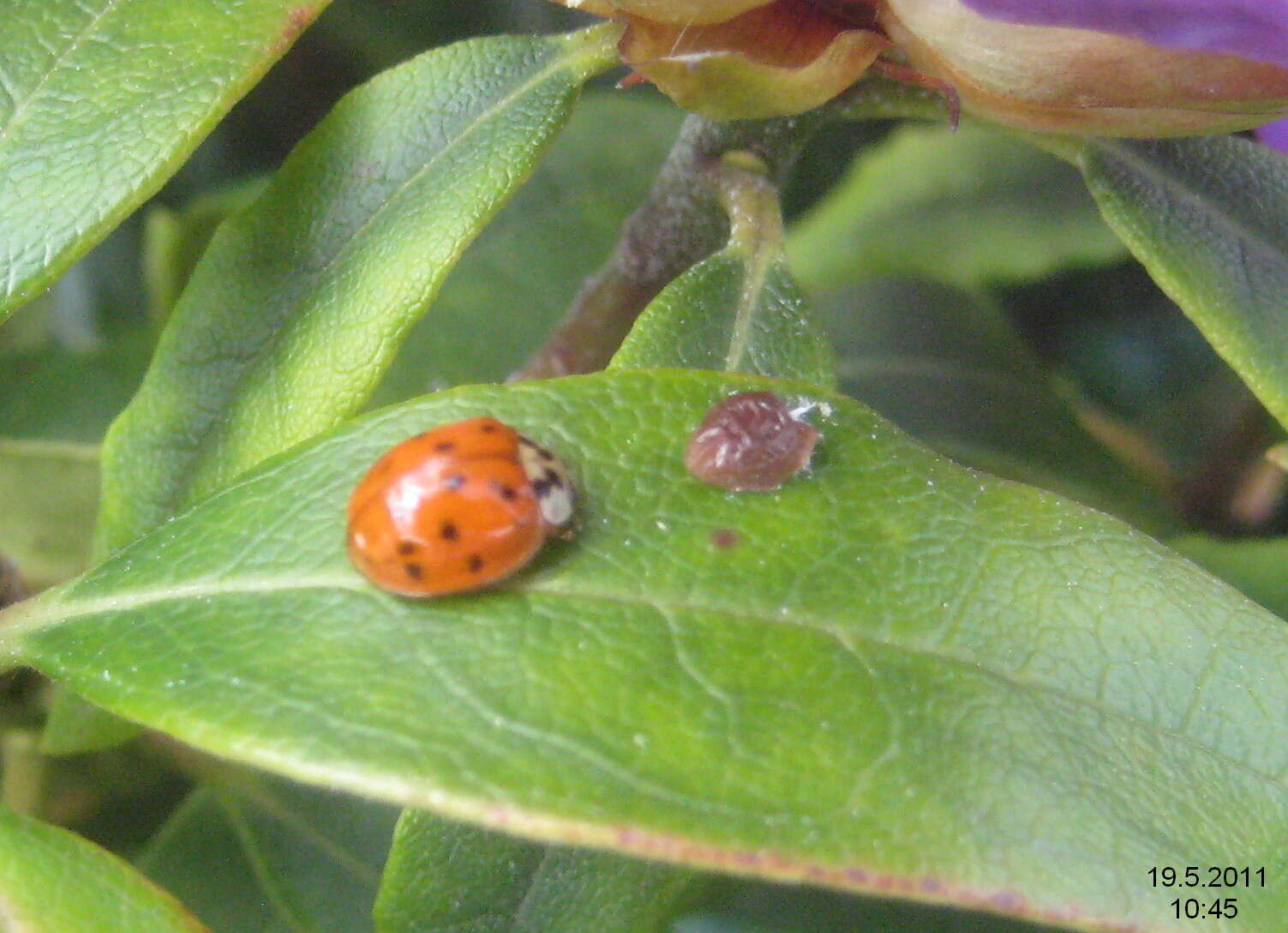 Image of Harlequin Ladybird