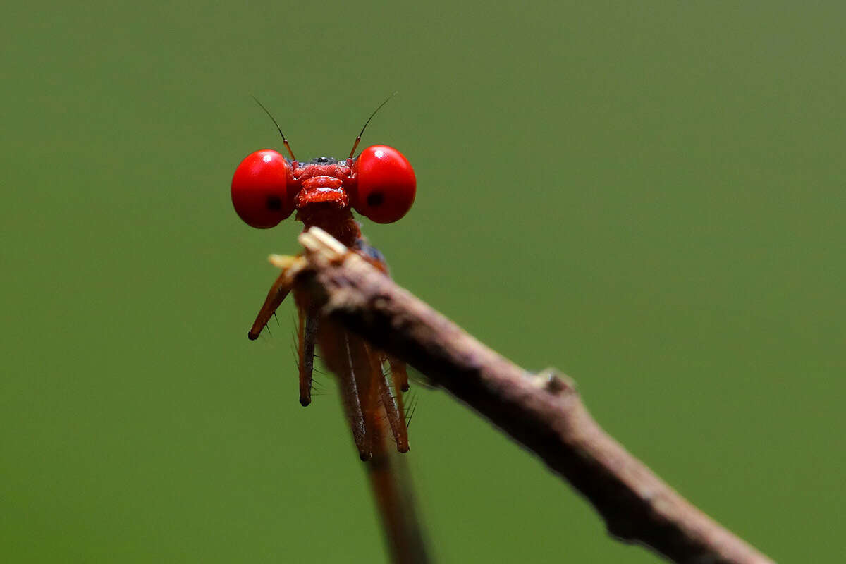 Image of Nesobasis erythrops Selys 1891