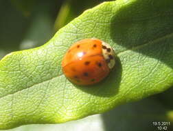 Image of Harmonia axyridis (Pallas 1773)