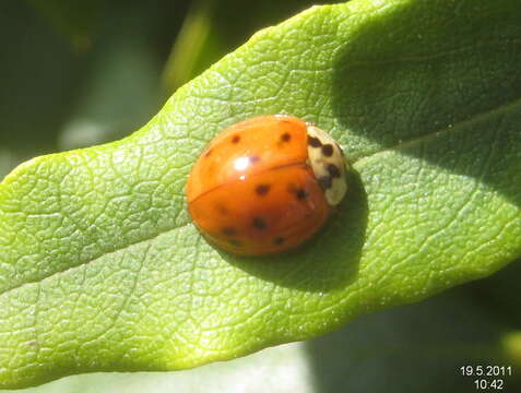 Image of Harmonia axyridis (Pallas 1773)