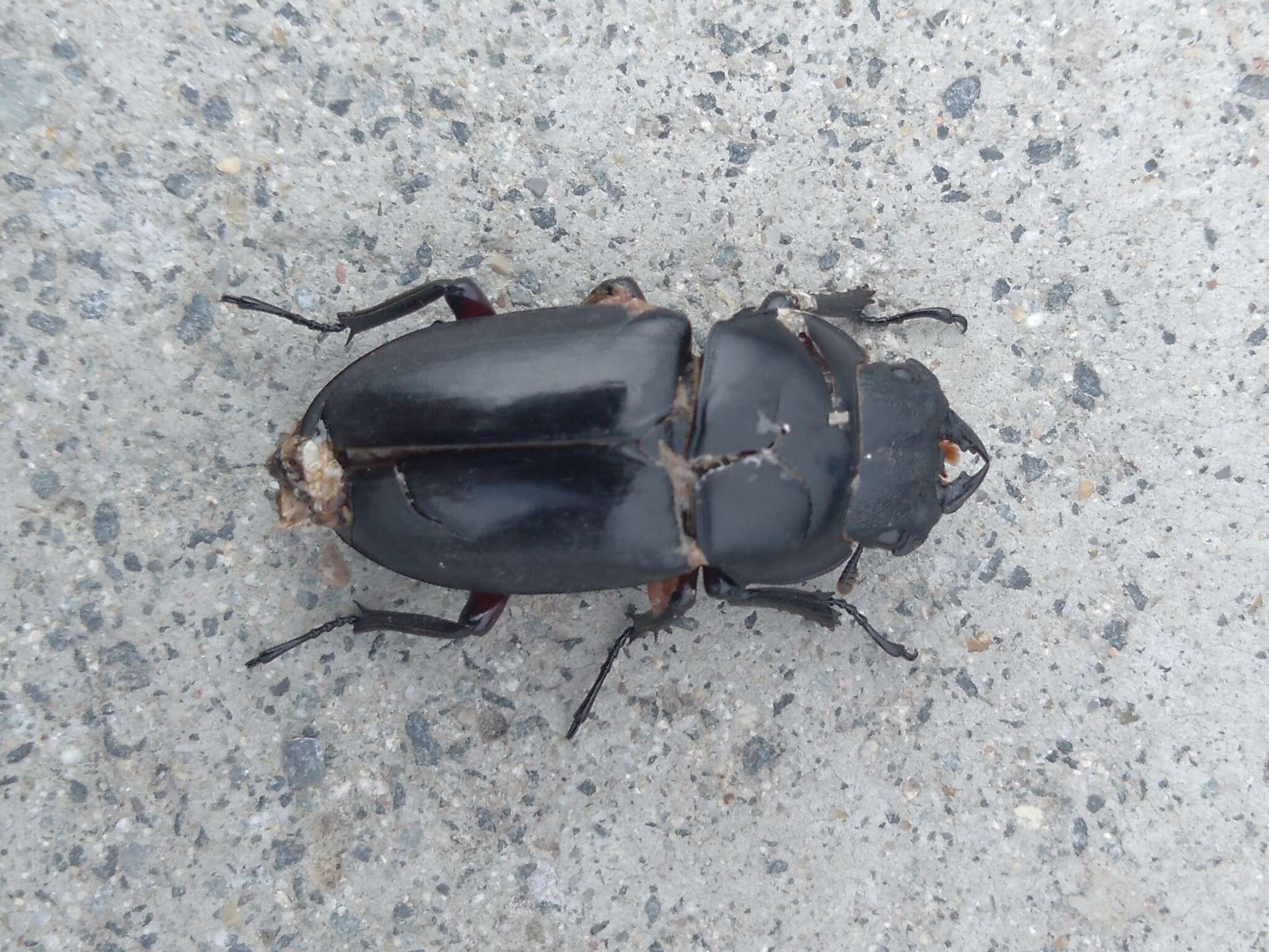 Image of Dorcus rubrofemoratus (Snellen van Vollenhoven 1865)