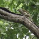 Image of Pallid Honeyguide