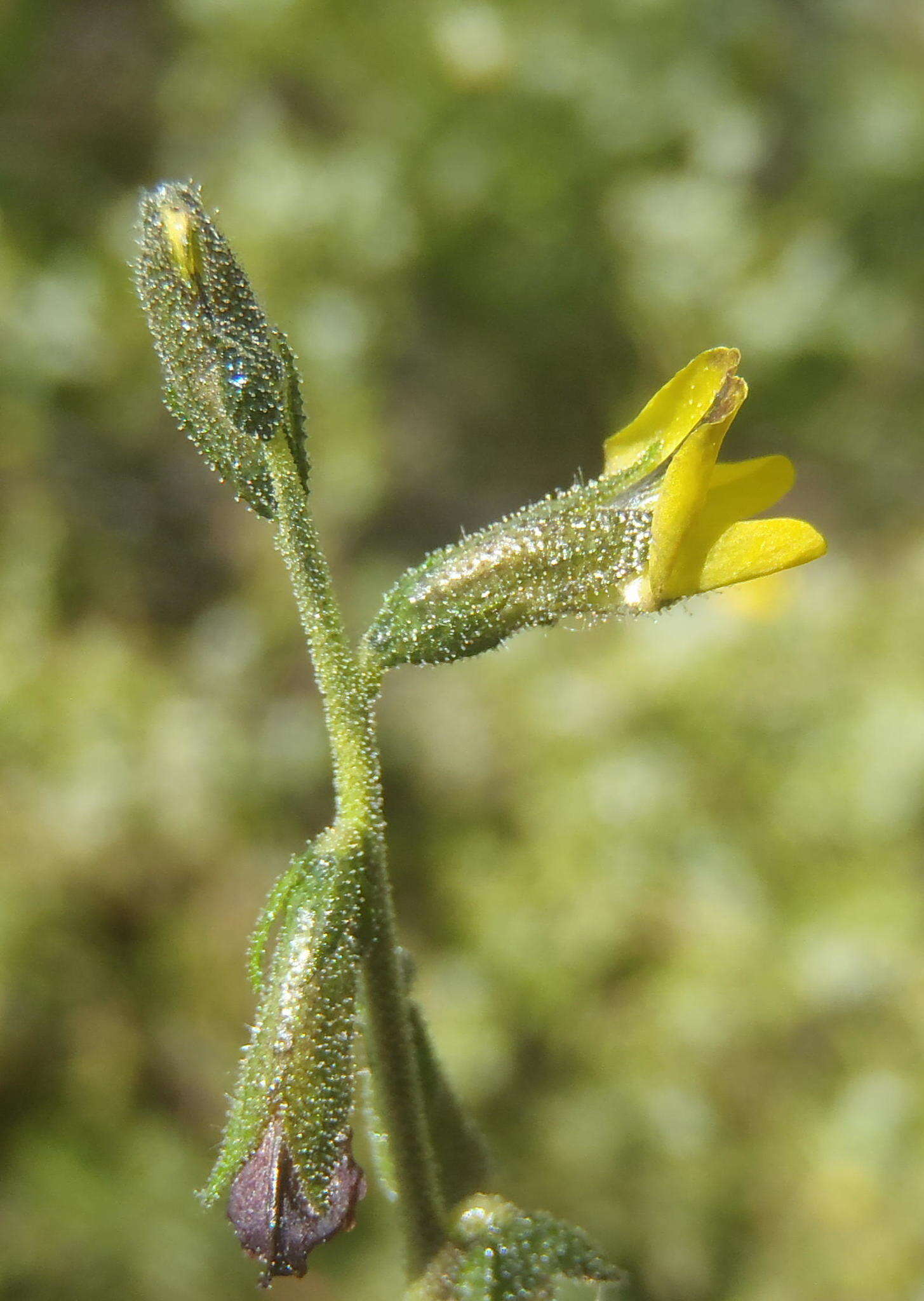 Image of Melolobium adenodes Eckl. & Zeyh.