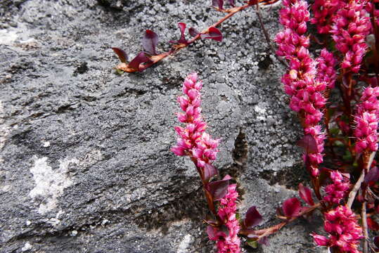 Image of Bistorta vacciniifolia (Wall. ex Meisner) Greene