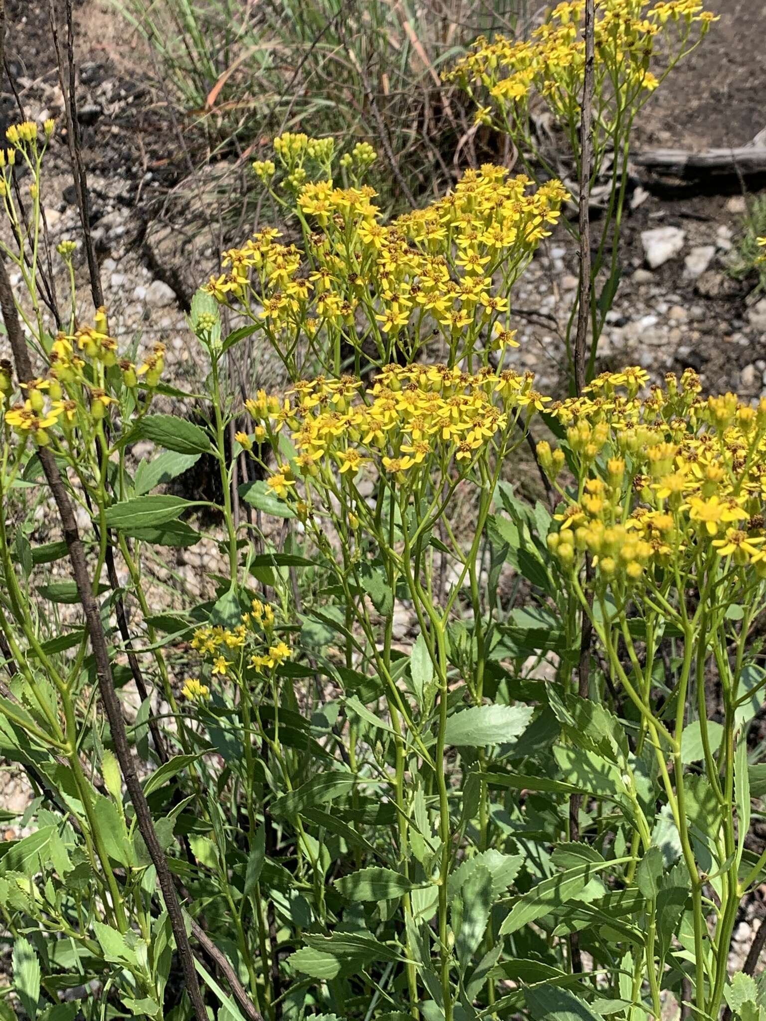 Plancia ëd Senecio microglossus DC.